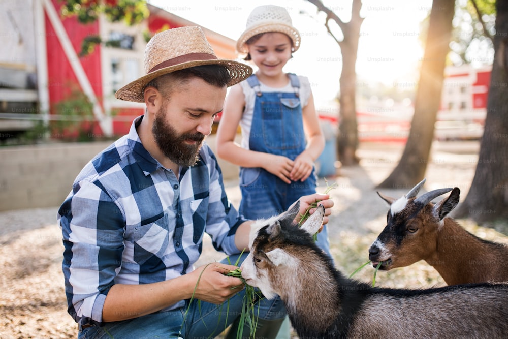 Un padre con una hija pequeña al aire libre en una granja familiar, alimentando a los animales caprinos.