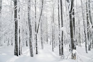 Árboles cubiertos de nieve en el bosque en invierno. Un espacio de copia.