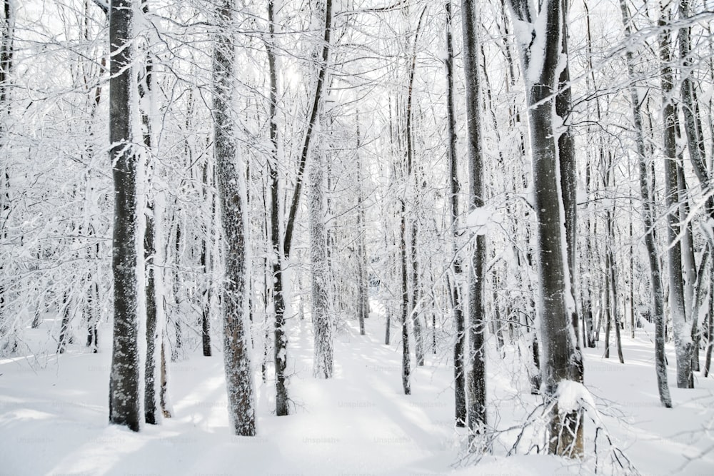 Snow-covered trees in forest in winter. A copy space.