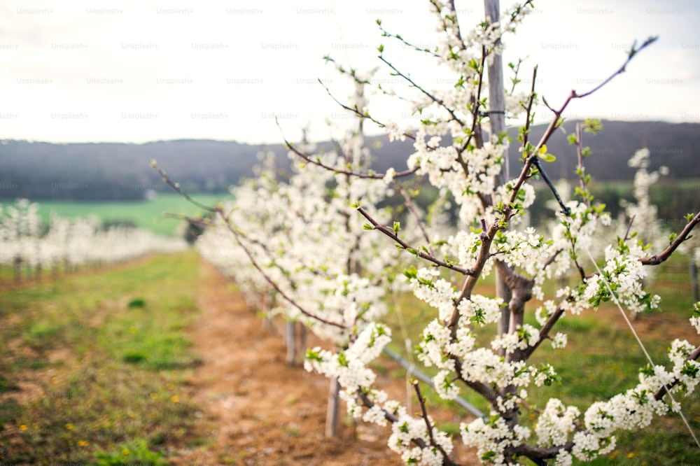 Una fila di alberi in fiore nel frutteto in primavera. Copia spazio.