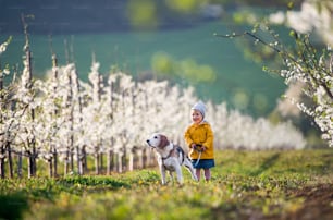 Vista frontal de una niña pequeña de pie en un huerto en primavera, sosteniendo a un perro con una correa.