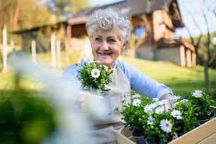 Portrait of senior woman gardening in summer, holding flowering plants.