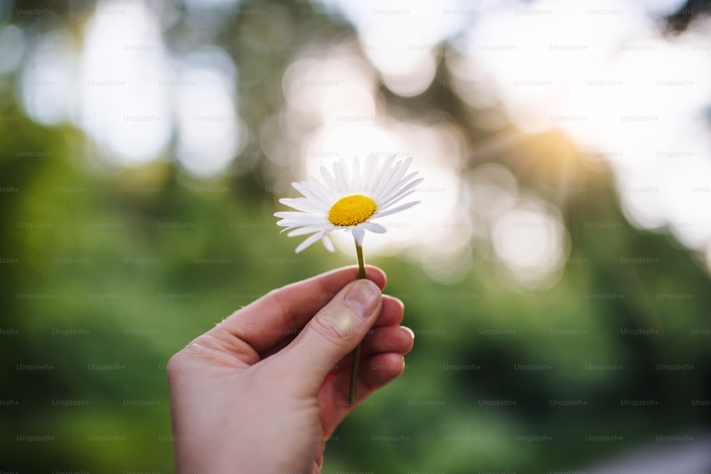 A close-up of female hand holding a daisy flower outdoors in nature.