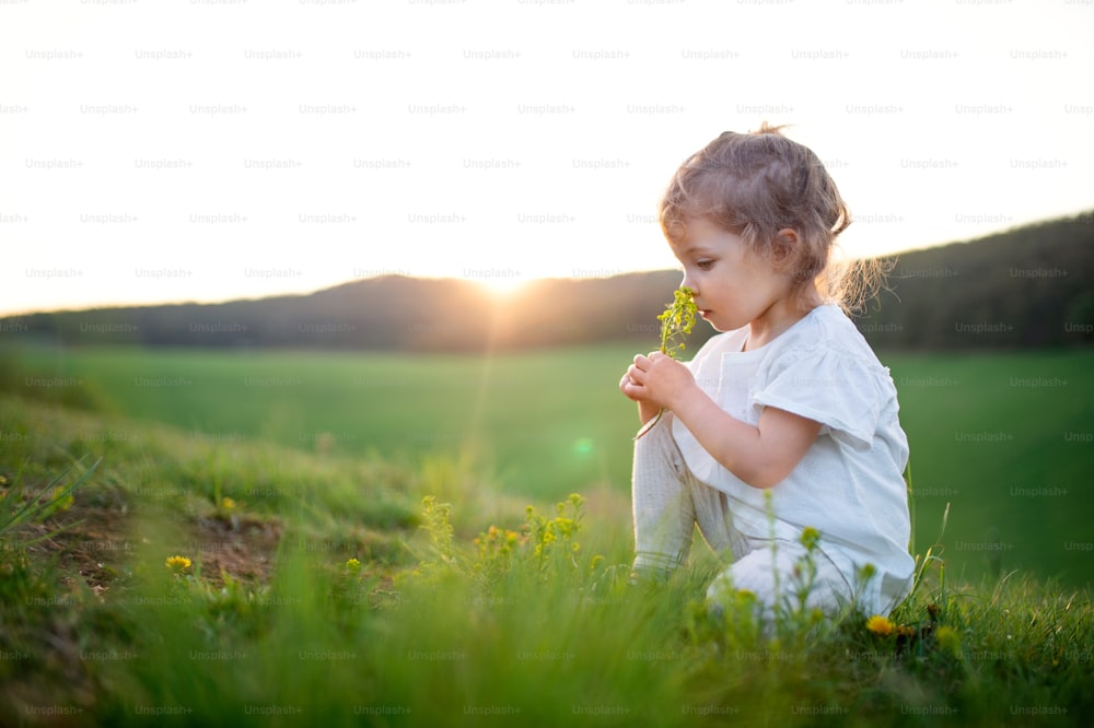 Small toddler girl smelling flowers outdoors on meadow in summer. Copy space.