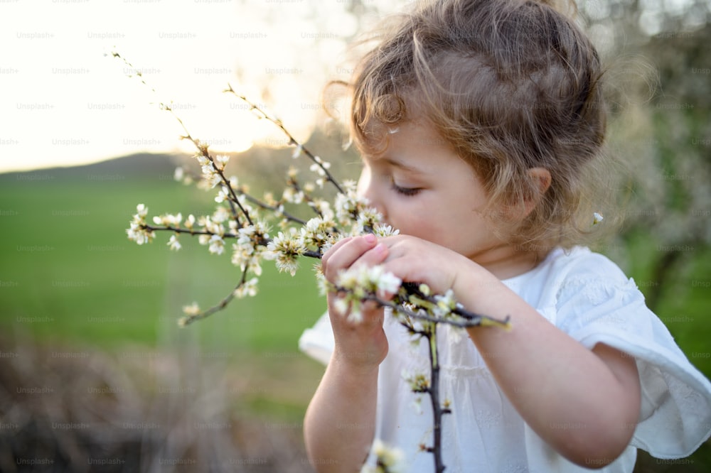 夏の屋外の牧草地に立って花の匂いを嗅ぐ小さな幼児の女の子の肖像画。
