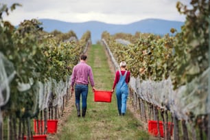 A rear view of man and woman collecting grapes in vineyard in autumn, harvest concept.