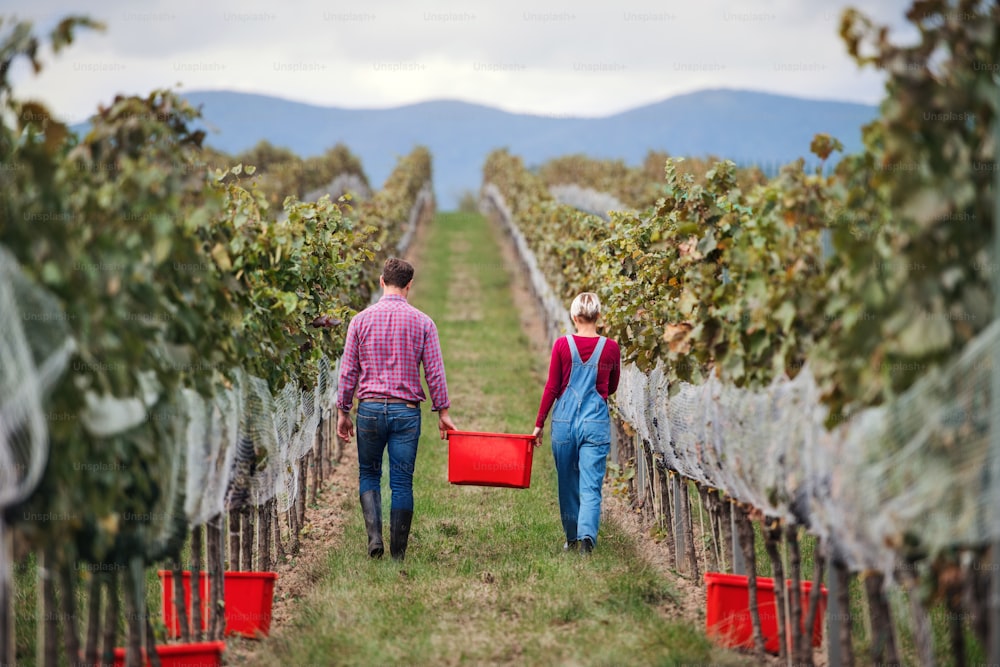 A rear view of man and woman collecting grapes in vineyard in autumn, harvest concept.