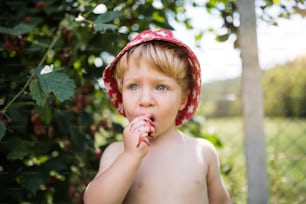 A small boy with a hat standing outdoors topless in garden in summer, eating blackberries. Copy space.