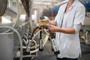 Midsection of unrecognizable woman on diary farm, milking technology in agriculture industry.