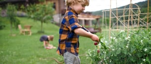 Small boy picking radishes in vegetable garden, sustainable lifestyle concept.