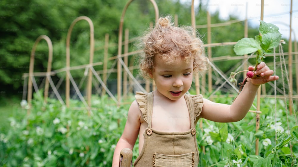 Portrait of small girl walking in vegetable garden, sustainable lifestyle concept.