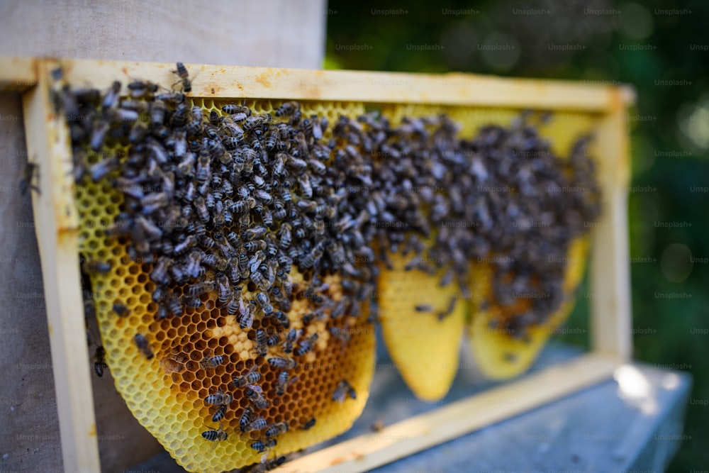 Close-up of honeycomb frame full of bees in apiary.