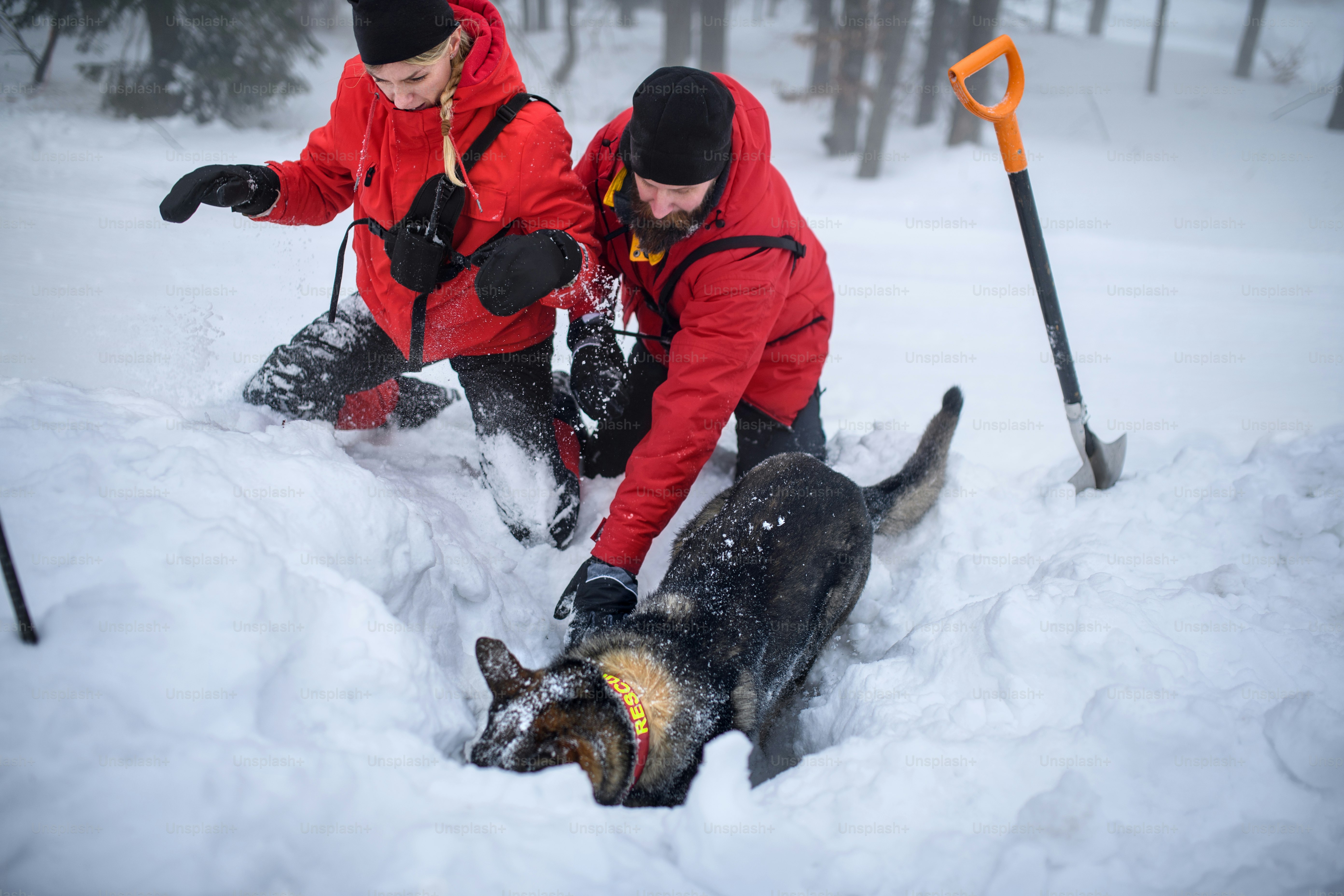 Rescue Dogs Pictures | Download Free Images on Unsplash