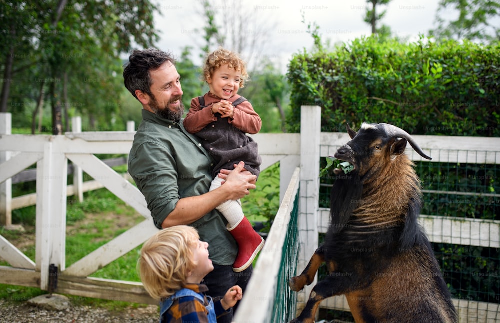 Retrato do pai com crianças pequenas felizes em pé na fazenda, alimentando a cabra.