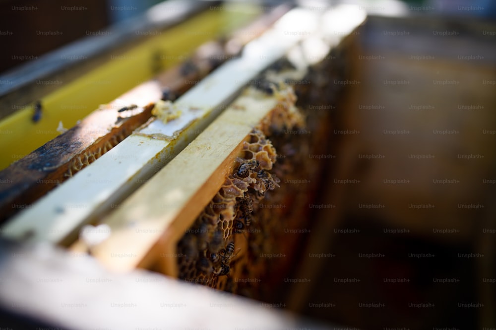 Vista superior das abelhas em quadros de favo de mel com abelhas na colmeia.