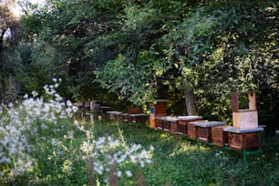 Holzbienenstöcke unter Bäumen im Bienenhaus. Speicherplatz kopieren.
