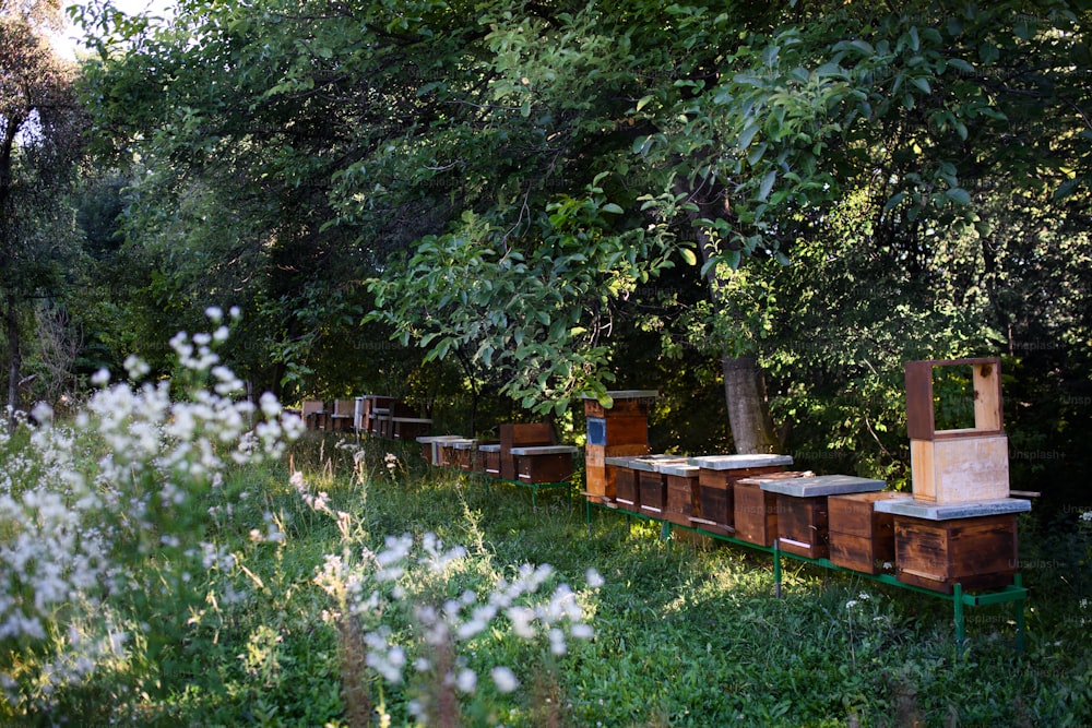 Wooden beehives under trees in the apiary. Copy space.