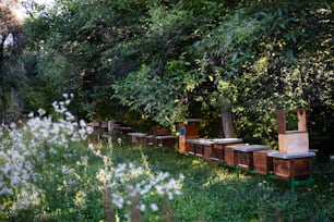 Wooden beehives under trees in the apiary. Copy space.