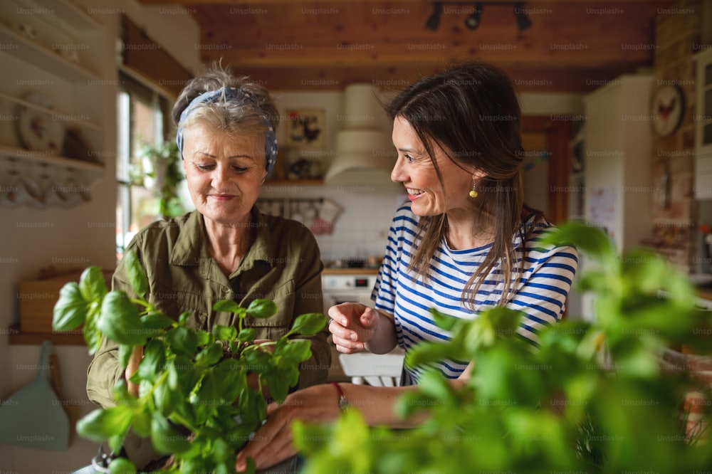 A happy senior mother with adult daughter indoors at home, planting herbs.