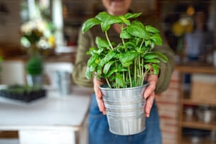 Portrait of happy senior woman indoors at home, planting herbs.