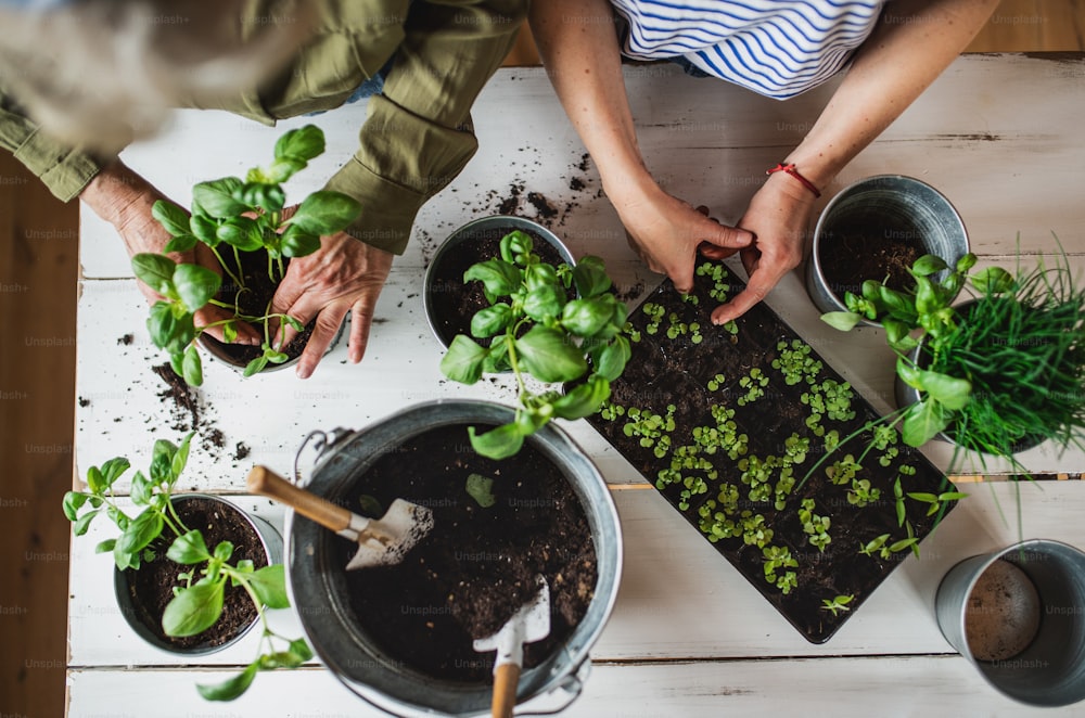 A top view of happy senior mother with adult daughter indoors at home, planting herbs.