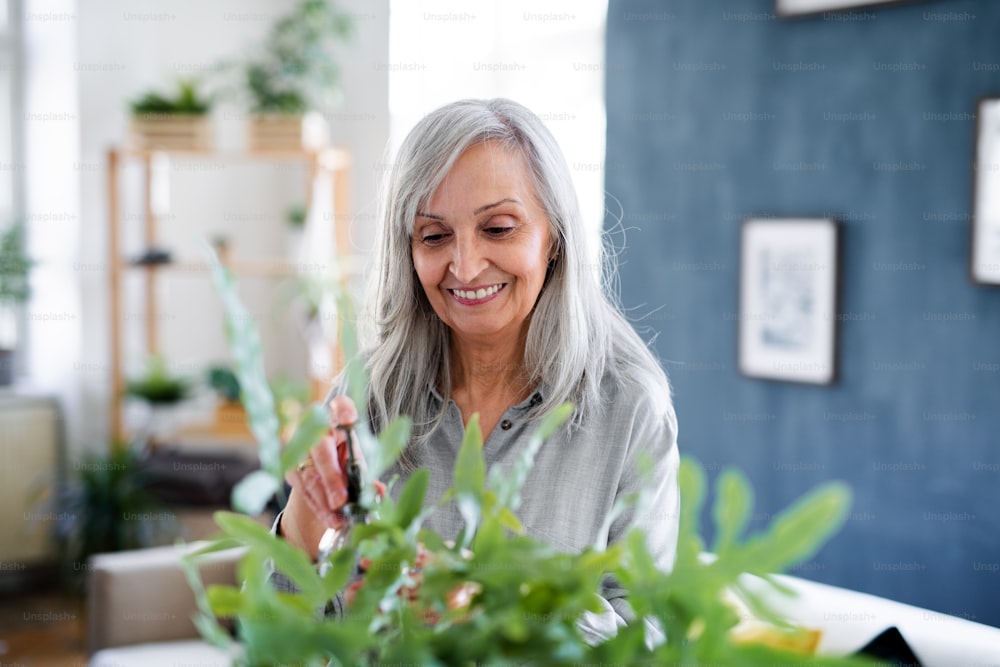 A portrait of senior woman spraying plants with water, at home, relaxing.
