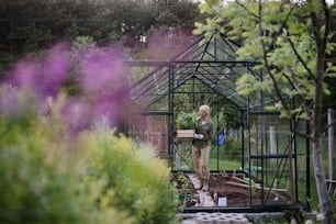 Donna giardiniera anziana che trasporta una cassa con piante in serra in giardino.