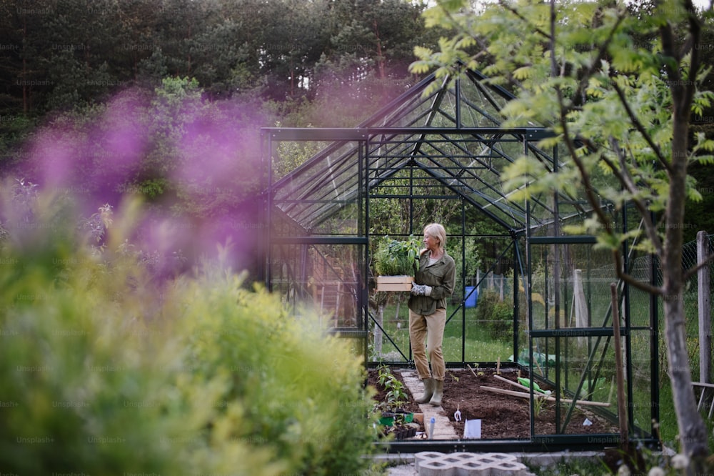 Senior gardener woman carrying a crate with plants in greenhouse at garden.