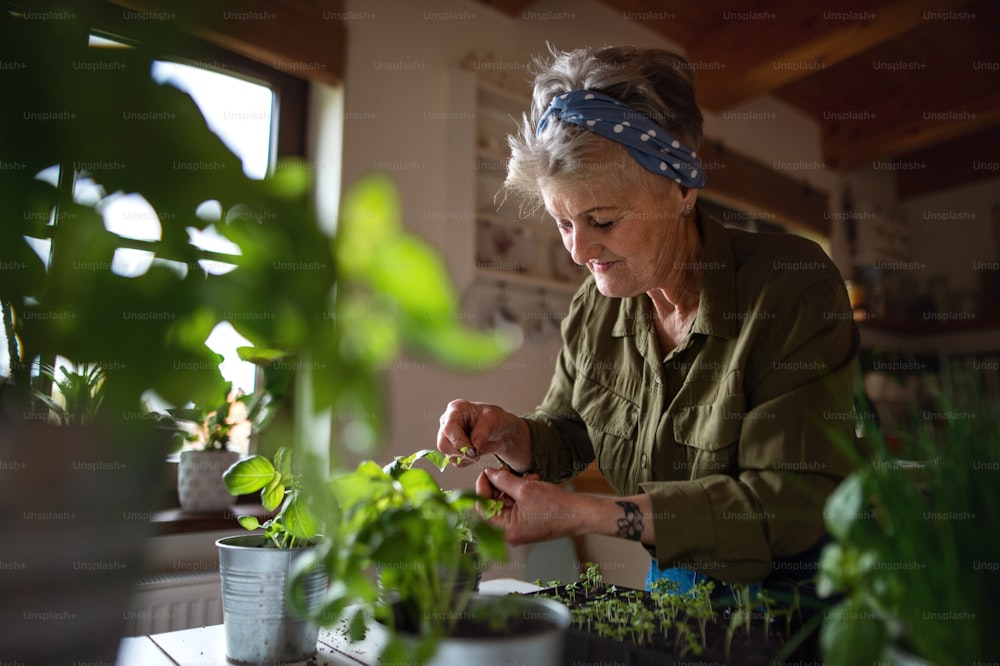 A happy senior woman indoors at home, planting herbs.