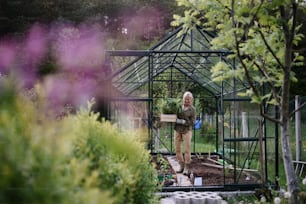 Donna giardiniera anziana che trasporta una cassa con piante in serra in giardino.