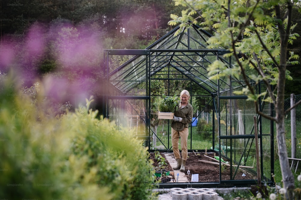 Mujer jardinera mayor que lleva una caja con plantas en invernadero en el jardín.