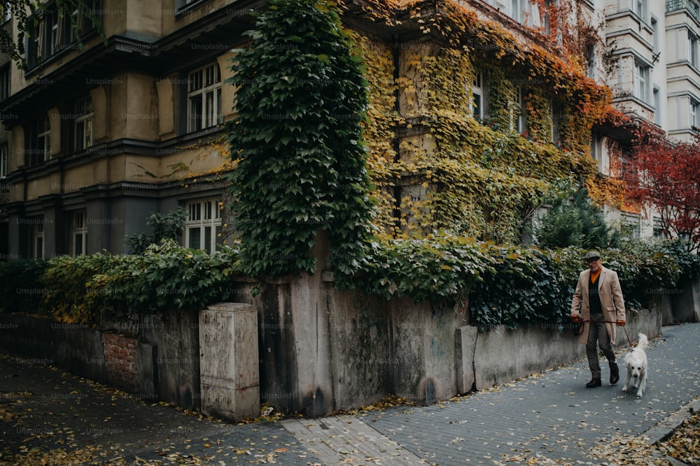 A distant view of elegant senior man walking his dog outdoors near buliding with ivy wall in city in winter.