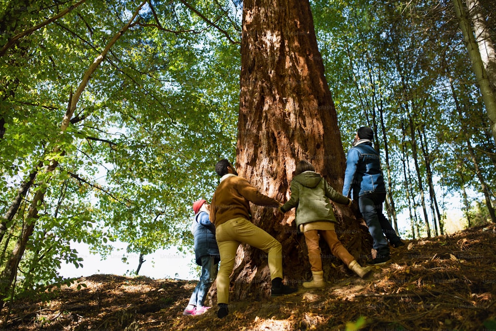 Une vue en contre-plongée d’un groupe diversifié d’activistes écologistes étreignant un grand séquoia dans la forêt