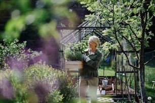 Jardinière âgée portant une caisse avec des plantes dans la serre au jardin.