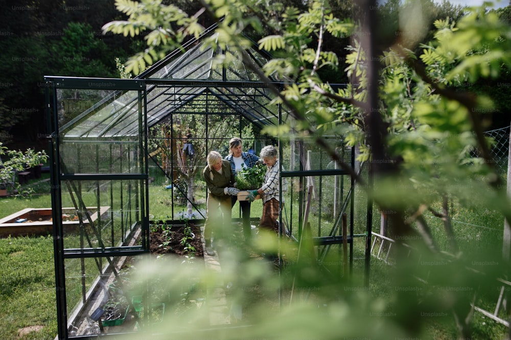 Amigas mayores plantando verduras en un invernadero en un jardín comunitario.