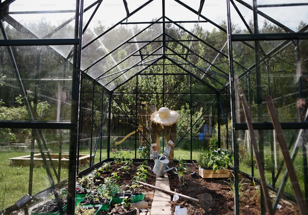 An unrecognizable senior woman watering plants in greenhouse at garden.