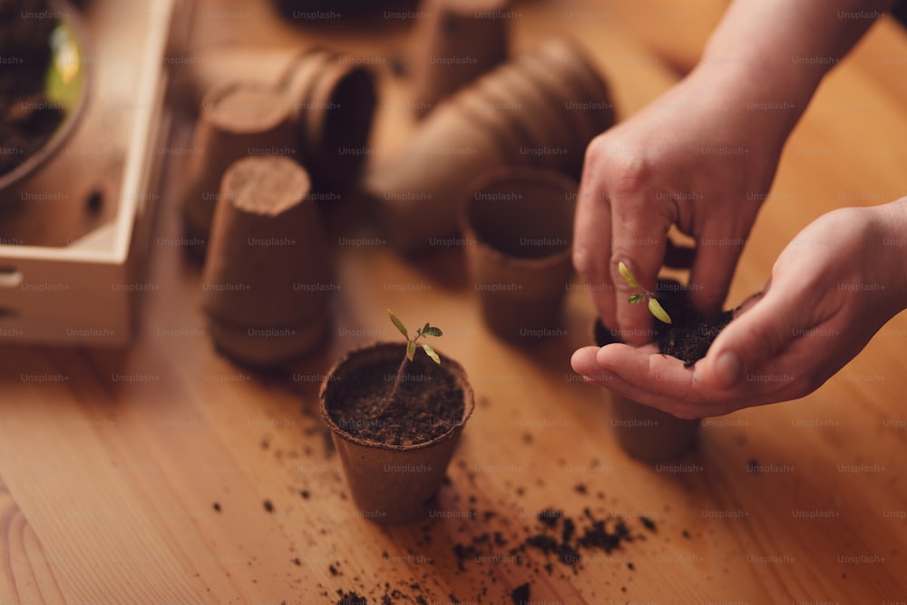 Una persona plantando las plántulas en contenedores con la tierra en casa