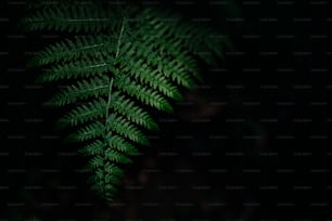暗いトーンの自然の背景に緑のシダの葉のマクロ