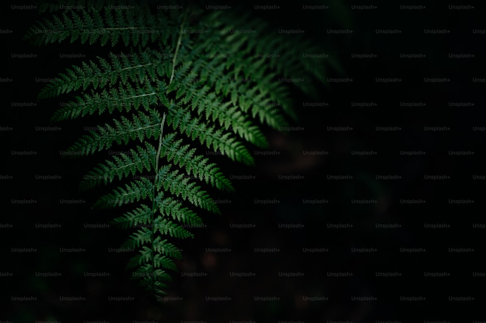 A green fern leaf macro on dark tone nature background