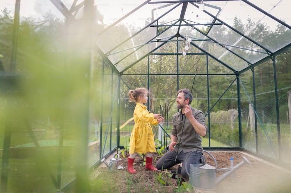 Un padre que aprende a su pequeña hija a cuidar las plantas orgánicas en un invernadero ecológico, un estilo de vida sostenible.