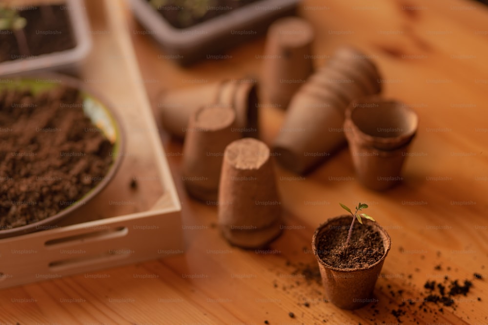 Plántulas jóvenes y frescas que crecen en una maceta biodegradable, jardinería doméstica.