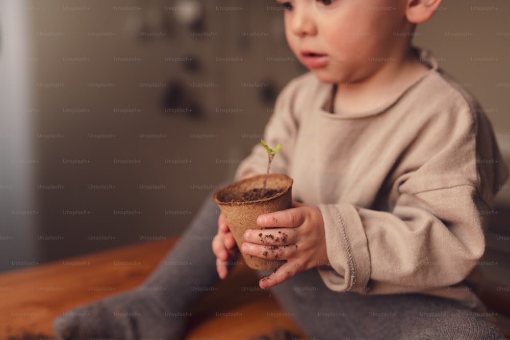 Un primer plano de la maceta que sostiene al niño con la planta que crece a partir de semillas en casa, jardinería casera.