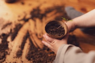 A kid holding pot with plant growing from seeds at home, home gardening.
