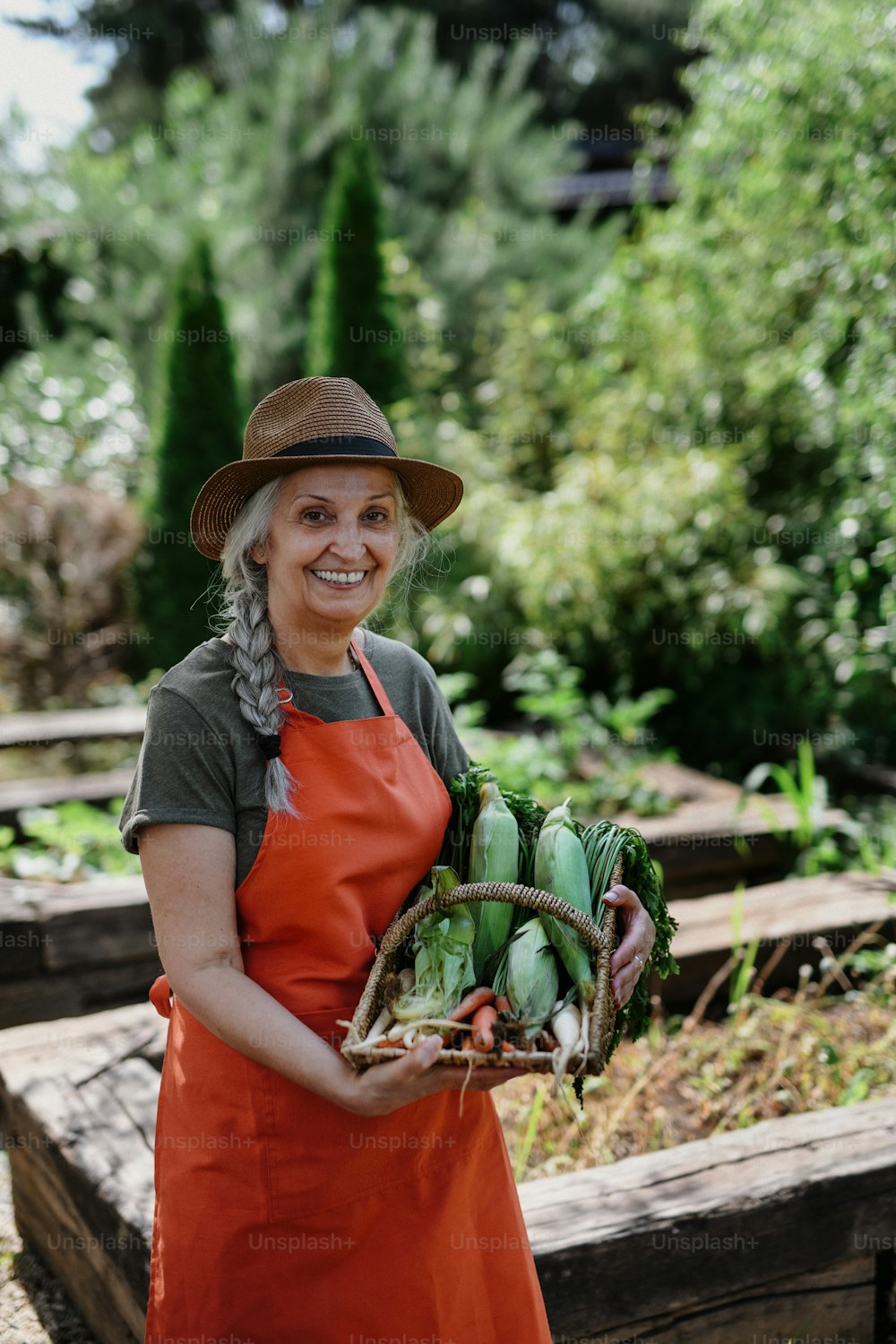 A senior female farmer carrying basket with homegrown vegetables outdoors at community farm.