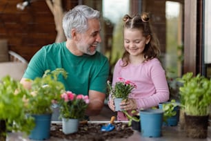 Una hija pequeña que ayuda al padre a plantar flores, concepto de jardinería casera