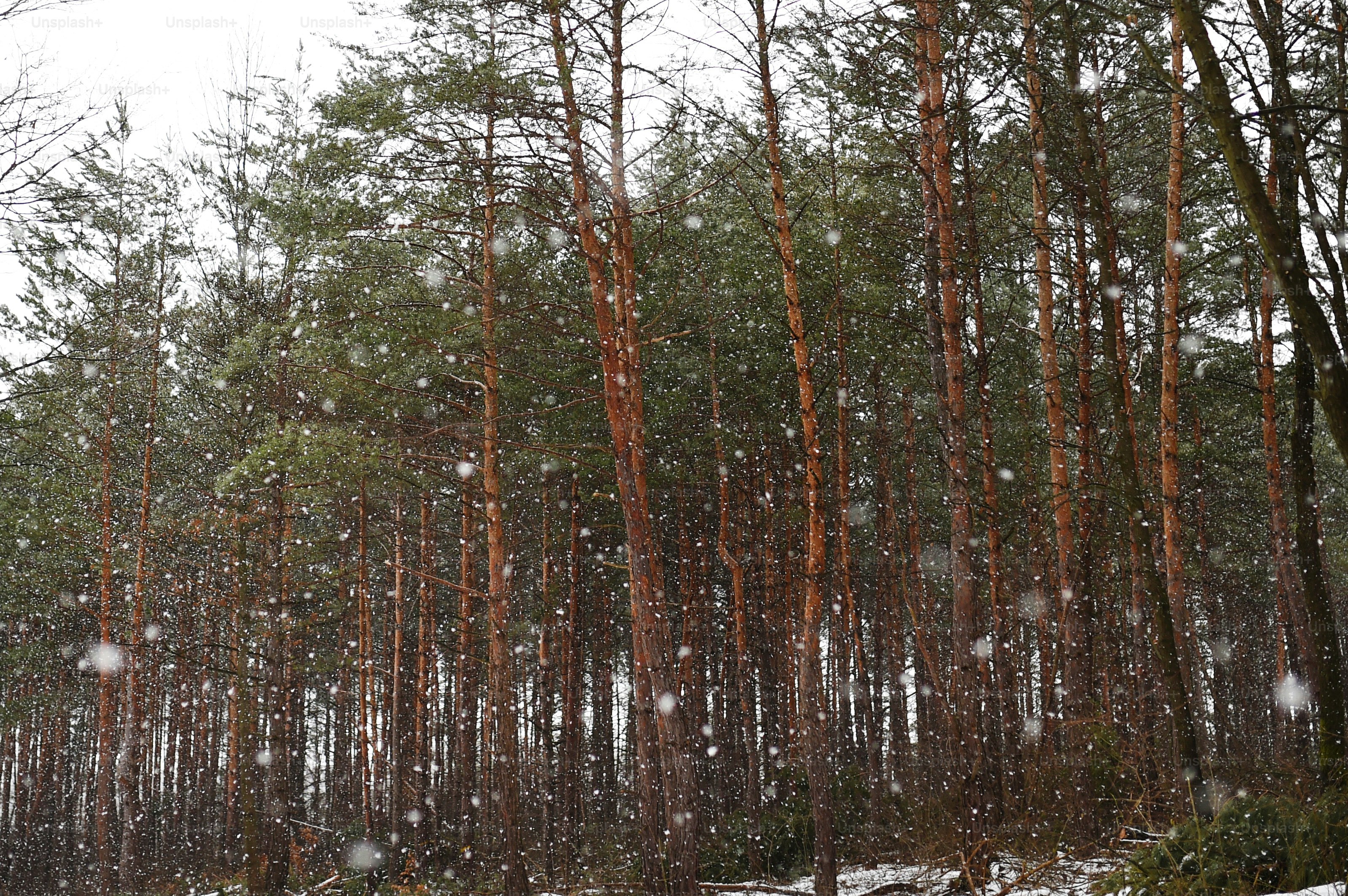A wood of coniferous trees. Winter nature.