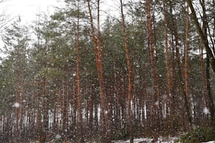 A wood of coniferous trees. Winter nature.