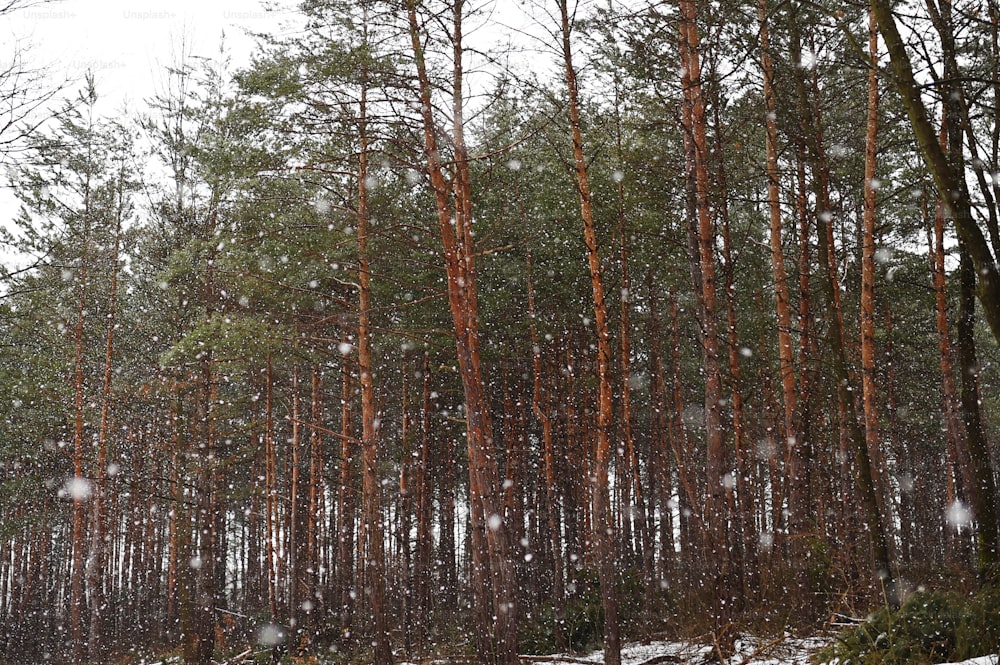 Ein Wald von Nadelbäumen. Winterliche Natur.