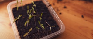 The plants and seedlings in containers with the soil at home