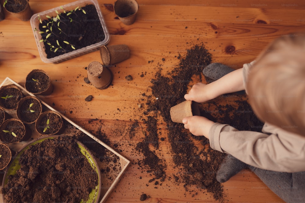 A mess and dirt on a table while little boy is playing with potted seedlings at home.